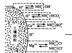 施用碳酸氫銨為什么要強(qiáng)調(diào)深施覆土？