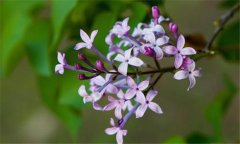 丁香花什么時候開花？丁香花的功效與作用