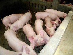 新購進(jìn)仔豬入欄前后的飼養(yǎng)管理要掌握三要點