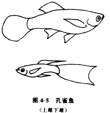 怎樣養(yǎng)孔雀魚？