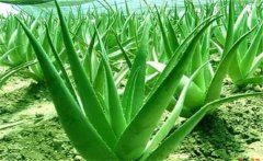 蘆薈的藥用價值，介紹幾個蘆薈的養(yǎng)顏配方