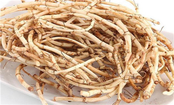 魚腥草的用法、用量與禁忌
