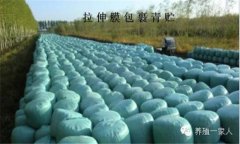青貯飼料的調(diào)制方法、技術(shù)要點(diǎn)與注意事項(xiàng)