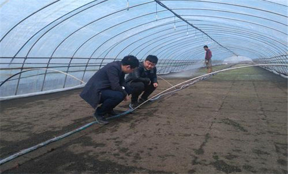 大棚番茄、水稻栽培模式的收益情況