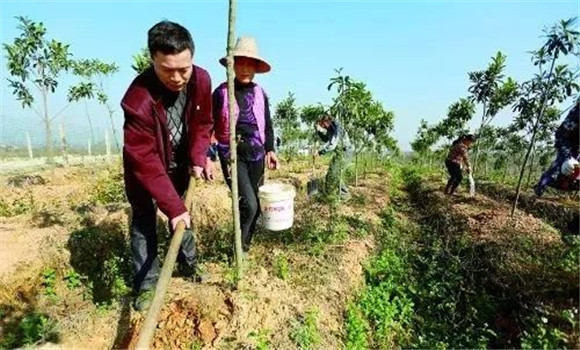 板栗樹種植之施肥技術