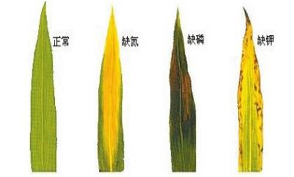 植物缺氮、磷、鉀元素時(shí)各有什么癥狀