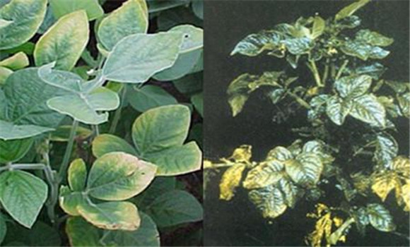 如何判斷植物缺少氮、磷、鉀元素