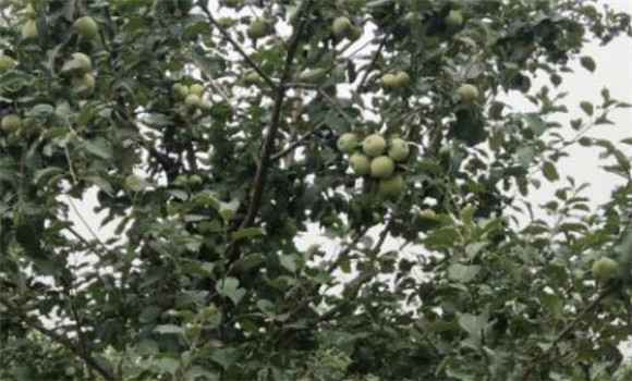 蘋果樹(shù)開(kāi)花前施什么肥
