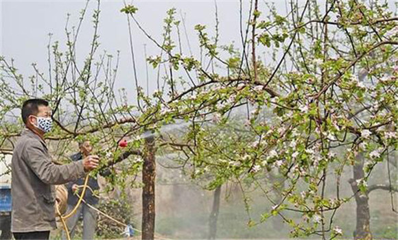 蘋果樹(shù)開(kāi)花前打什么藥