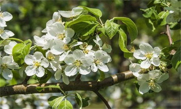 蘋果樹(shù)開(kāi)花前后的病害防治