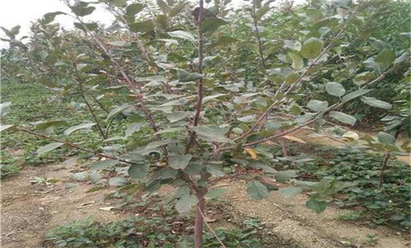 選用壯苗，促樹(shù)盡快成形