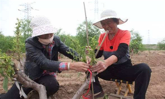 桃樹高接換種技術(shù)介紹