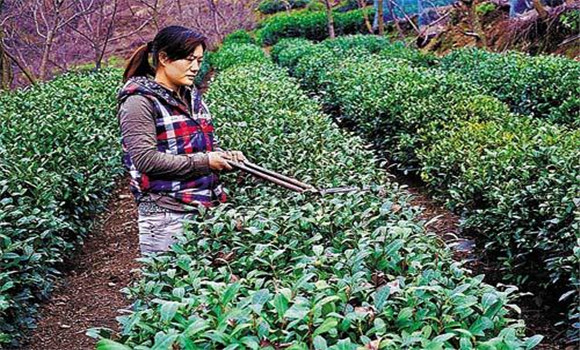 怎樣修剪茶樹？茶樹的修剪方法介紹