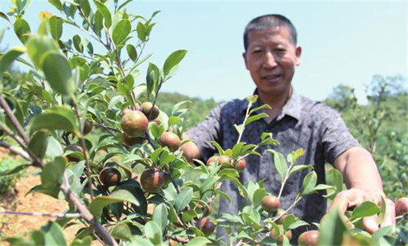 油茶的栽植技術(shù)要點(diǎn)