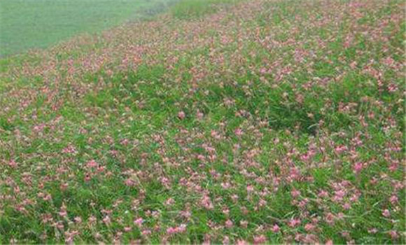 紅豆草種植技術(shù)要點(diǎn)