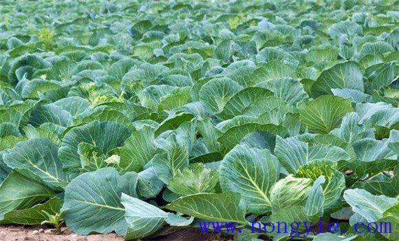 越冬甘藍(lán)的種植技術(shù)要點