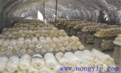 平菇生長環(huán)境要求 平菇對溫度、水分和濕度要求