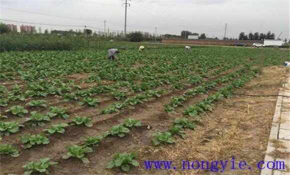 大白菜的間苗、除草