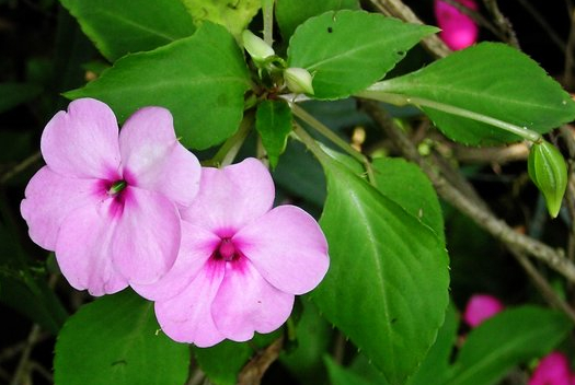 鳳仙花的養(yǎng)殖方法