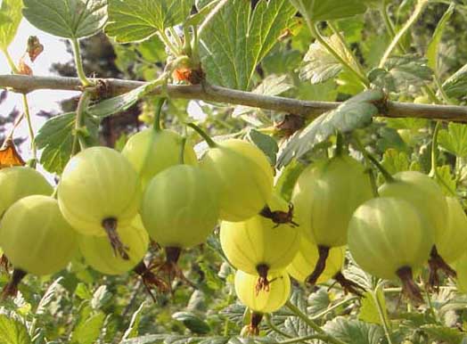 果樹(shù)種植技術(shù)