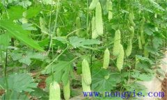 苦瓜對(duì)溫度的要求，對(duì)土肥、光照等條件的要求