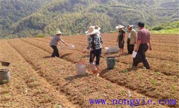 種植秋菜豆如何選地施基肥