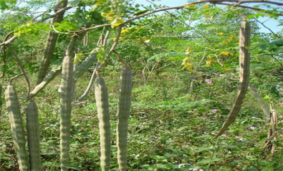 辣木樹種植技術(shù)