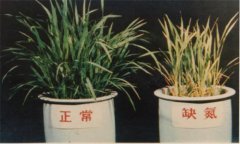 氮、磷、鉀對(duì)植物的作用分別是什么