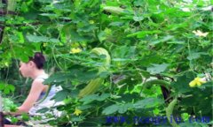 苦瓜的田間管理用打叉嗎？苦瓜的田間管理技術(shù)