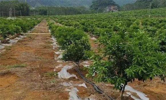 柑橘的土、肥、水管理