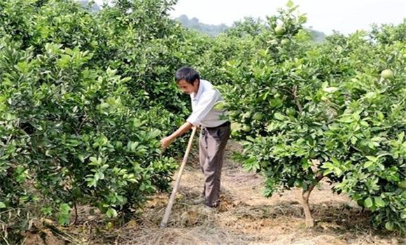 擴(kuò)穴改土，搞好肥水管理