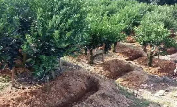 柑園追肥，需開溝條施