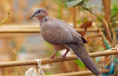 珠頸斑鳩吃什么食物？
