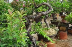 清香木開(kāi)花嗎？