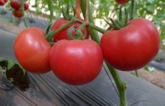西紅柿常用激素、調(diào)節(jié)劑、微肥、葉面肥