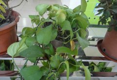 常見的凈化空氣的室內(nèi)植物有哪些？