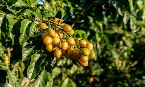 黃皮如何疏花、疏果、保果