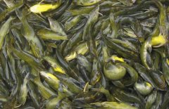 黃顙魚的市場參考價(jià)格，黃顙魚的選購方法