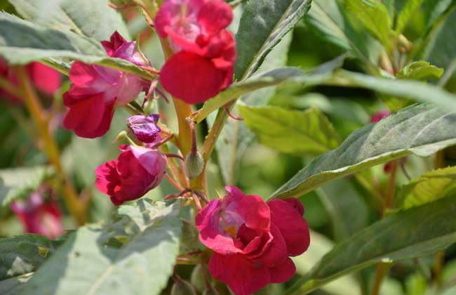 鳳仙花的養(yǎng)殖方法