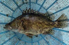 鱖魚和桂魚的區(qū)別是什么，鱖魚的別稱有哪些