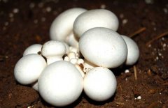 口蘑、香菇、草菇的區(qū)別