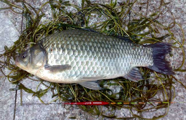 鰱魚(yú)的釣法