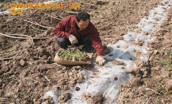 放苗、間苗、補苗