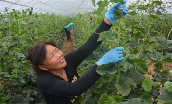 大棚香甜瓜的的整枝、抹叉
