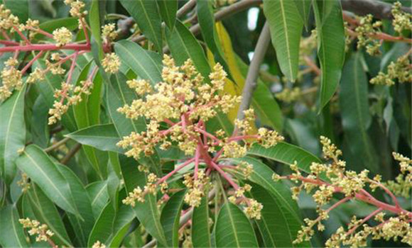 四季芒果種植方法