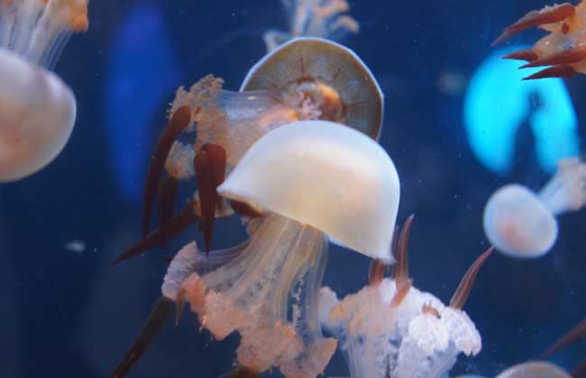 海蜇能蜇死人嗎？