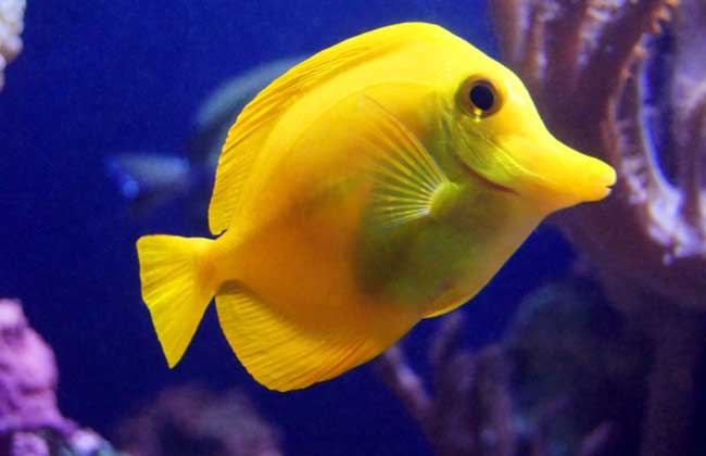 哪些魚(yú)離開(kāi)水還能活？