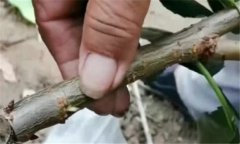 果樹靠接法嫁接方法、技術(shù)特點(diǎn)與方法、步驟