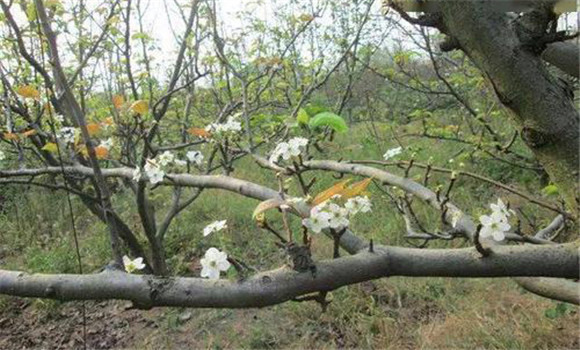 成年果樹(shù)夏、秋季開(kāi)花的原因