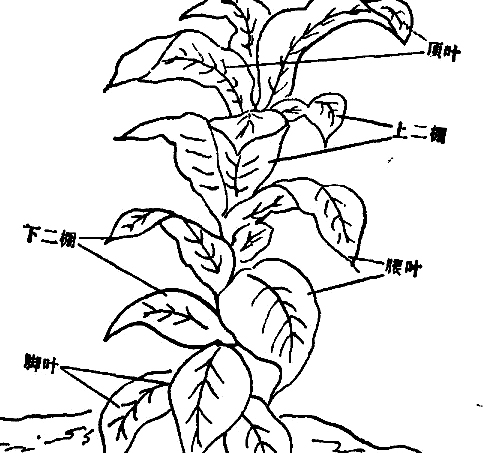 其它作物種植方法